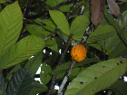 cacau
