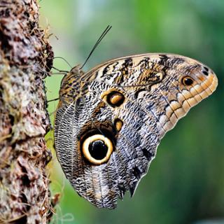 butterfly-4846266_1280.jpg