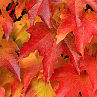 pexels-pixabay-235767-1.jpg