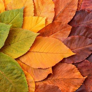 A_leaves-8413064_1280.jpg